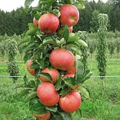 Яблоня ЯНТАРНОЕ ОЖЕРЕЛЬЕ колонновидная в Видном