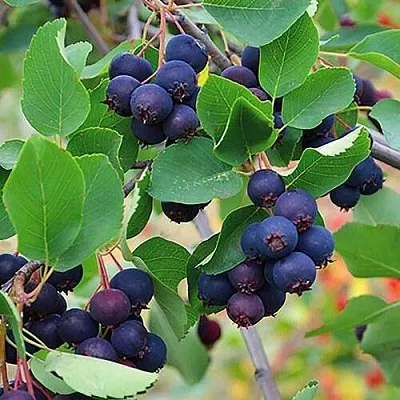 Ирга THIESSEN  Ирга THIESSEN в Видном