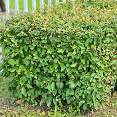 Кизильник блестящий в Видном