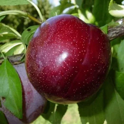 ШАРАФУГА  ШАРАФУГА в Видном