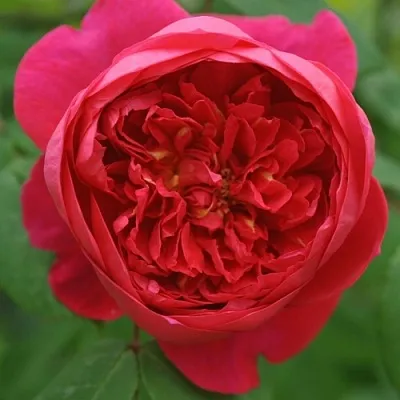 Саженцы роз БЕНДЖАМИН БРИТТЕН шраб  Саженцы роз БЕНДЖАМИН БРИТТЕН шраб в Видном