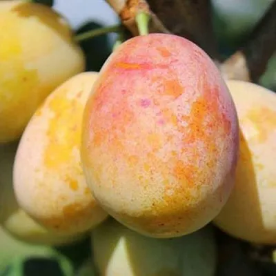 АПРИМИРА  АПРИМИРА в Видном