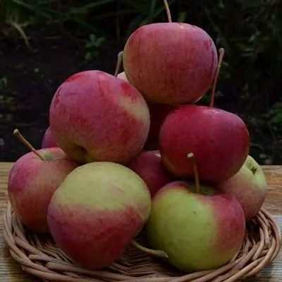 Яблоня РОДНИКОВАЯ в Видном