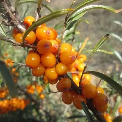 Облепиха СУДАРУШКА  Облепиха СУДАРУШКА в Видном