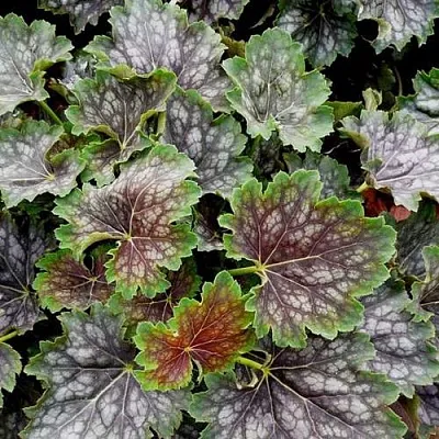 Гейхера МАРВЕЛОС МАРБЛ СИЛЬВЕР  Гейхера МАРВЕЛОС МАРБЛ СИЛЬВЕР в Видном