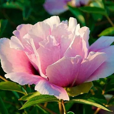 Пион ВРАТА ХРАМА древовидный   Пион ВРАТА ХРАМА древовидный  в Видном