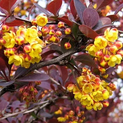 Барбарис СУПЕРБА оттавский   Барбарис СУПЕРБА оттавский  в Видном