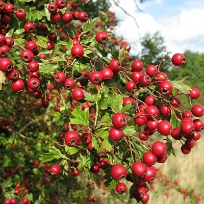 Боярышник ЗБИГНЕВ  Боярышник ЗБИГНЕВ в Видном