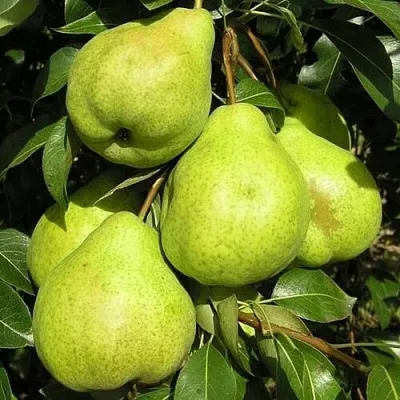 Груша АВГУСТОВСКАЯ РОСА  Груша АВГУСТОВСКАЯ РОСА в Видном