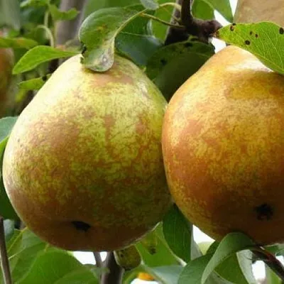 Груша БЕЛОРУСКА  Груша БЕЛОРУСКА в Видном