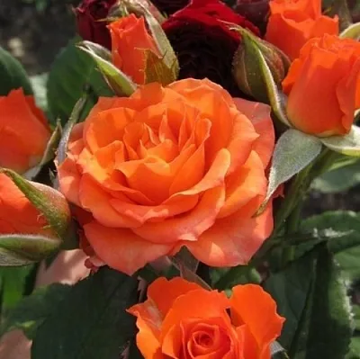 Саженцы роз АЛЕГРИЯ спрей  Саженцы роз АЛЕГРИЯ спрей в Видном