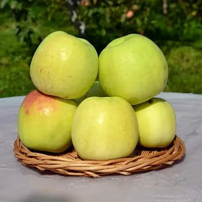 Яблоня БИРСКОЕ ГРУШЕВОЕ (БИЧИК) в Видном