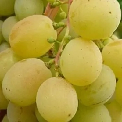 Виноград ТАЛИСМАН в Видном
