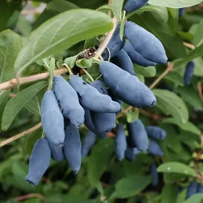 Жимолость съедобная ТОМИ японская  Жимолость съедобная ТОМИ японская в Видном