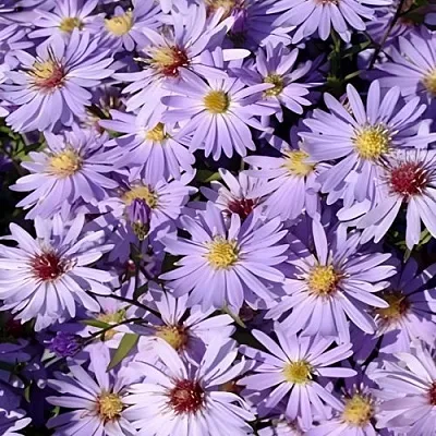 Астра БЛЮ ХЕВЕН сердцелистная  Астра БЛЮ ХЕВЕН сердцелистная в Видном