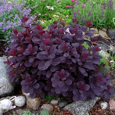 Скумпия РОЯЛ ПЕРПЛ кожевенная в Видном