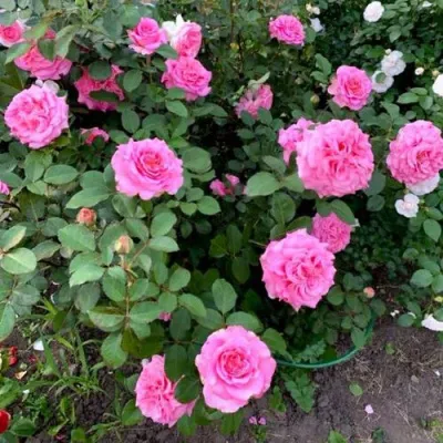 Саженцы роз ЭШЛИ чайно-гибридная — описание сорта Саженцы роз ЭШЛИ чайно-гибридная в Видном