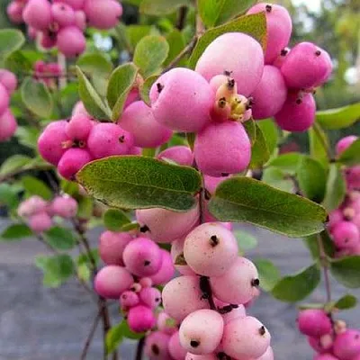 Снежноягодник ФИЕСТА БЕРРИ доренбоза в Видном