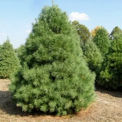 Сосна ВЕЙМУТОВА  Сосна ВЕЙМУТОВА в Видном