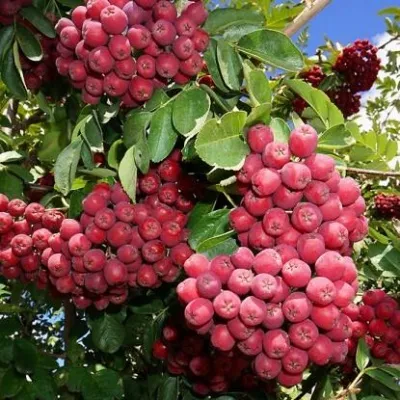 Рябина ГРАНАТНАЯ сладкоплодная в Видном
