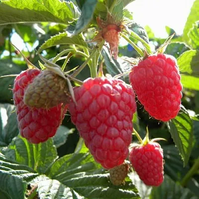 Саженцы малины Жар-птица Саженцы малины Жар-птица