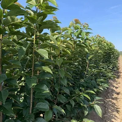 Саженцы оптом  Саженцы оптом в Видном