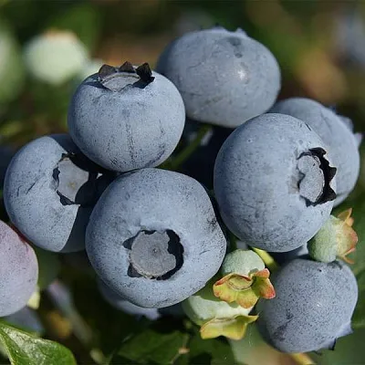 Высокорослые сорта Высокорослые сорта в Видном