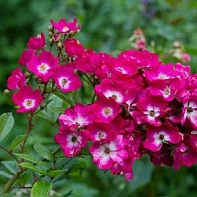 Саженцы роз МАРДЖОРИ ФЕЙР полиантовая  Саженцы роз МАРДЖОРИ ФЕЙР полиантовая в Видном