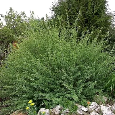 Ива НАНА  пурпурная  в Видном