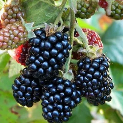 Ежевика ОУАЧИТА бесшипная — описание сорта Ежевика ОУАЧИТА бесшипная в Видном