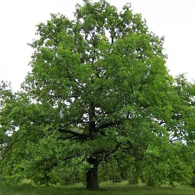 Дуб черешчатый  в Видном