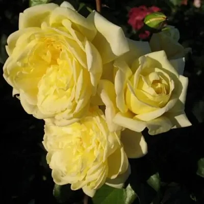 Саженцы роз КАЗИНО плетистая  Саженцы роз КАЗИНО плетистая в Видном