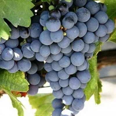 Виноград ЧЕСУРАН  Виноград ЧЕСУРАН в Видном