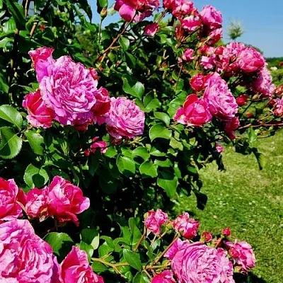 Саженцы роз ИНЕС САСТР плетистая  Саженцы роз ИНЕС САСТР плетистая в Видном