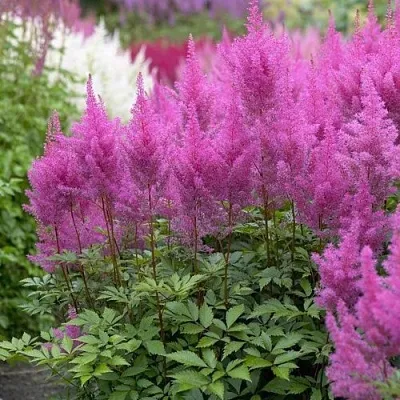 Астильба АМЕТИСТ Арендса  Астильба АМЕТИСТ Арендса в Видном