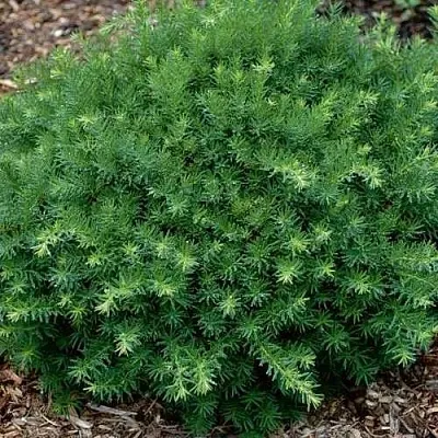 Тис ХИКСИ средний  Тис ХИКСИ средний в Видном