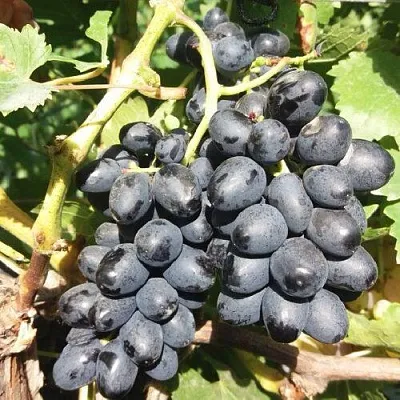 Виноград КИШМИШ АТТИКА  Виноград КИШМИШ АТТИКА в Видном