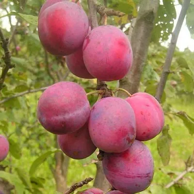 Слива ЭДИНБУРГСКАЯ  Слива ЭДИНБУРГСКАЯ в Видном