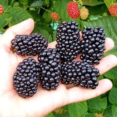 Ежевика ОУАЧИТА бесшипная — описание сорта Ежевика ОУАЧИТА бесшипная в Видном