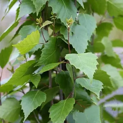 Береза ФАСТИГИАТА повислая  в Видном