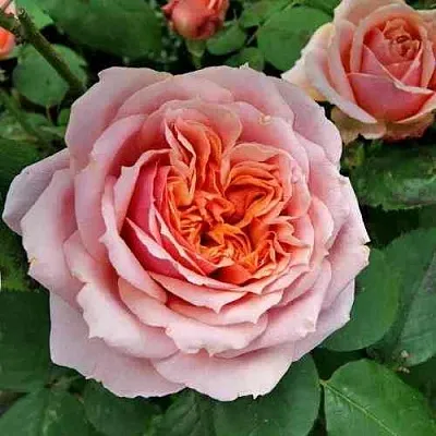 Саженцы роз ПОЛЬ БОКЮЗ шраб  Саженцы роз ПОЛЬ БОКЮЗ шраб в Видном