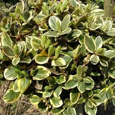 Бересклет КАНАДЕЙЛ ГОЛД   Бересклет КАНАДЕЙЛ ГОЛД  в Видном