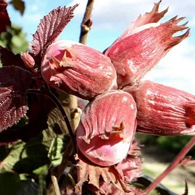 Фундук АЛЫЙ ПАРУС  Фундук АЛЫЙ ПАРУС в Видном