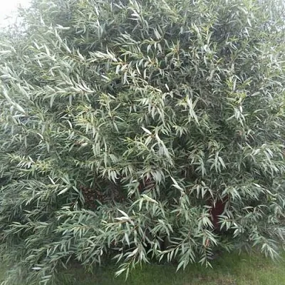 Ива СЕРЕБРИСТАЯ в Видном