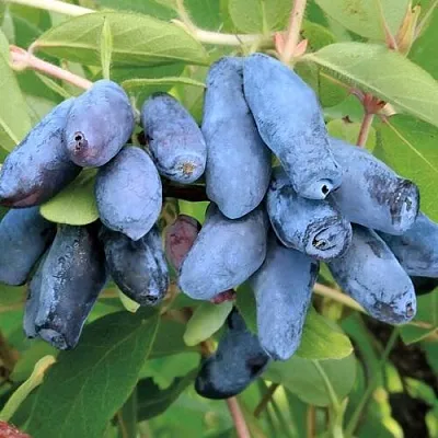 Жимолость съедобная ПАВЛОВСКАЯ  Жимолость съедобная ПАВЛОВСКАЯ в Видном