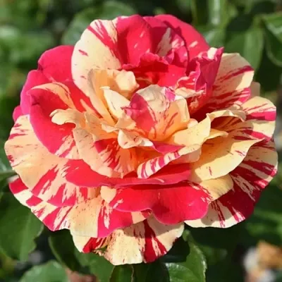 Саженцы роз ВАНИЛЛА ФРАЙЗ плетистая  Саженцы роз ВАНИЛЛА ФРАЙЗ плетистая в Видном