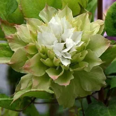 Клематис СЕН-НО-КЕЙЗ  Клематис СЕН-НО-КЕЙЗ в Видном