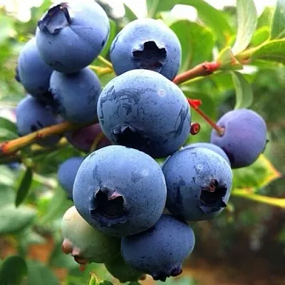 Голубика ДЮК в Видном