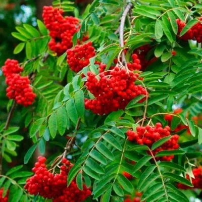 Рябина ПЛАКУЧАЯ сладкоплодная — описание сорта Рябина ПЛАКУЧАЯ сладкоплодная в Видном