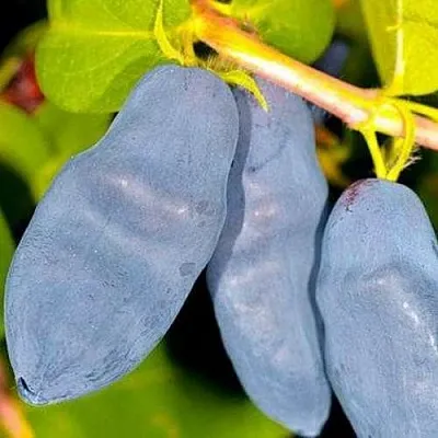 Жимолость съедобная ДЛИННОПЛОДНАЯ  Жимолость съедобная ДЛИННОПЛОДНАЯ в Видном